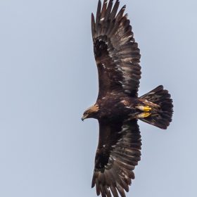 Golden Eagle On Skye